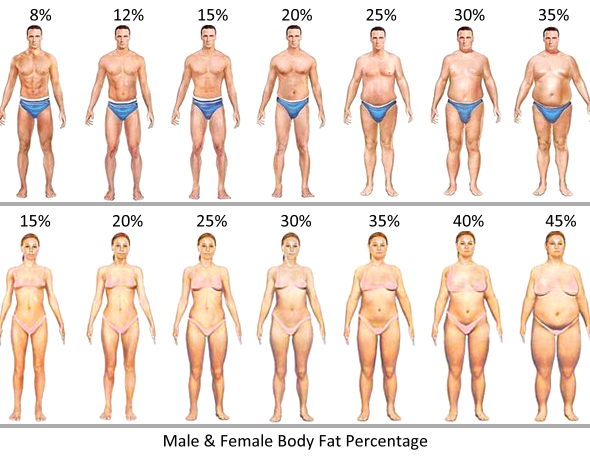 body fat percentage indicator